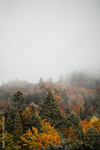 Autumn forest with colorful trees lost in fog, vertical