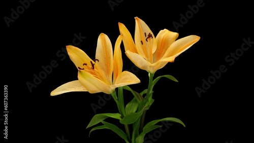 Timelapse footage of Lilium brownii flowers withering on a black background,