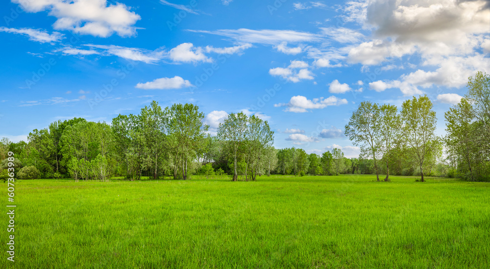 Beautiful bright landscape of grass field and green forest trees. Summer outdoors environment concept. Hiking nature walking, peaceful soft nature scene. Closeup grass meadow, fresh trees sky sunlight