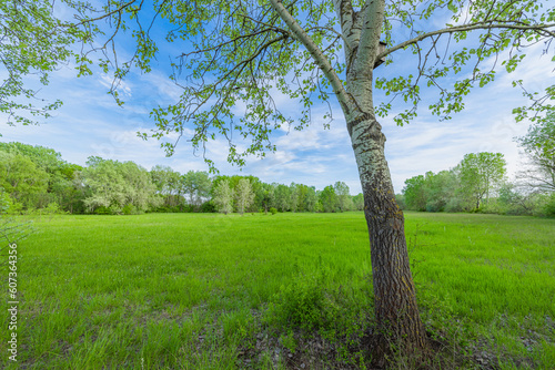 Fresh air outdoors  beautiful natural landscape of meadow with green tree closeup. Sunny blue sky summer background. Beauty landscape of grass field with forest trees and environment countryside