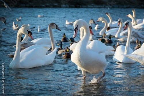 Closeup of swans on a lake