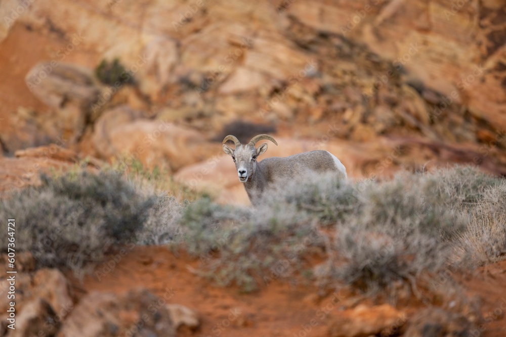 View of the big horn sheep in the Nevada desert View of the big horn sheep in the Nevada desert