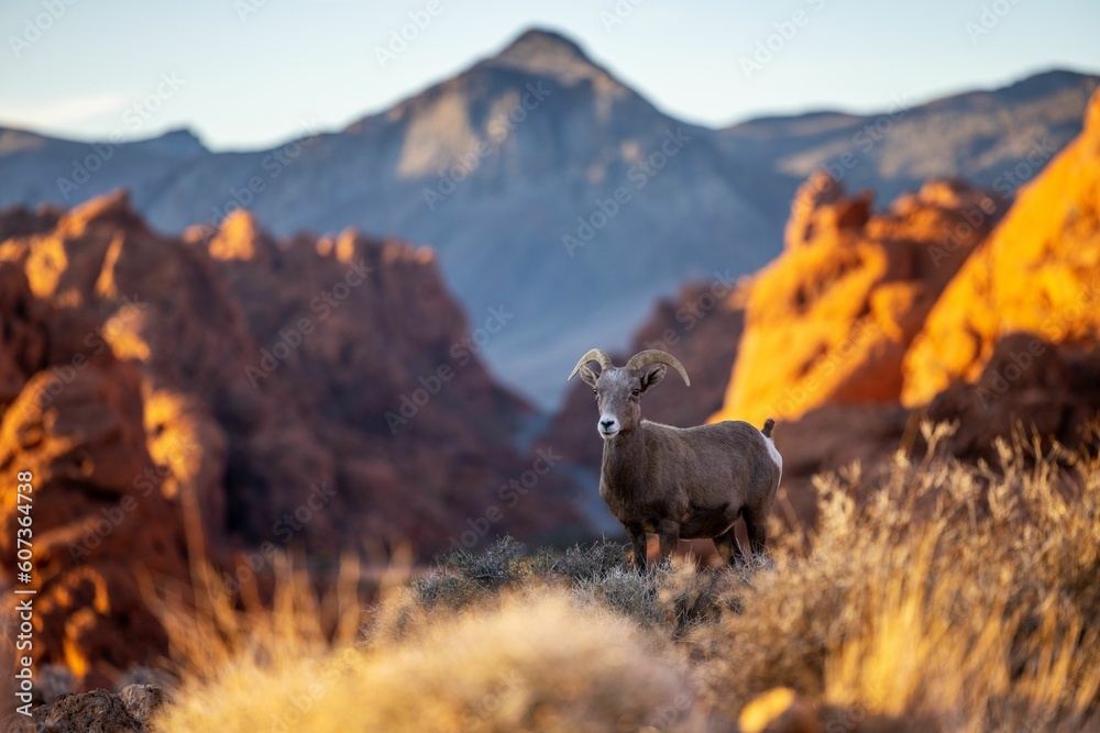 Fototapeta premium Selective focus shot of a bighorn sheep in the Valley of Fire State Park in Nevada, United States