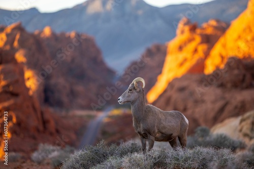 Selective focus shot of a bighorn sheep in the Valley of Fire State Park in Nevada, United States photo