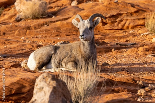 Closeup shot of a bighorn sheep in the Valley of Fire State Park in Nevada, United States photo