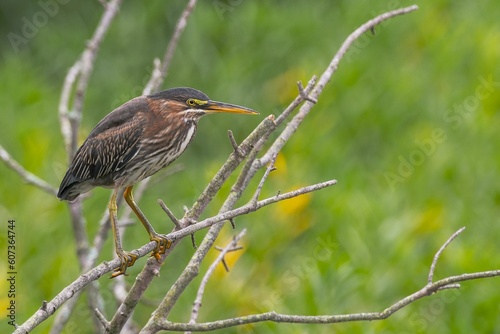 Closeup shot of a green night heron on a branch on a blurred green background of forest