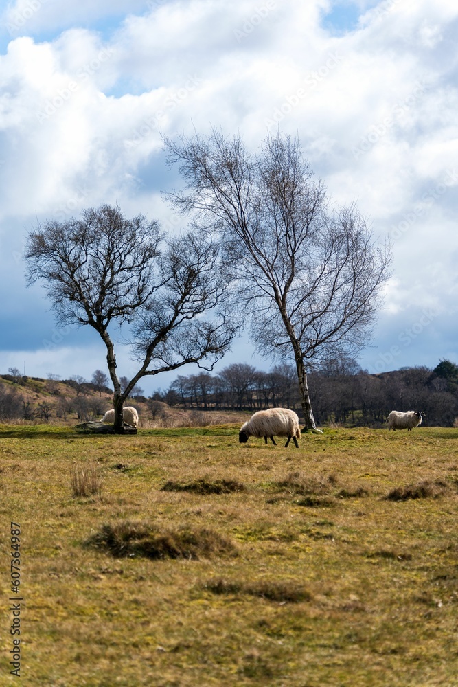 Vertical shot of white sheep grazing in the meadow in Derbyshire, England, UK Vertical shot of white sheep grazing in the meadow in Derbyshire, England, UK