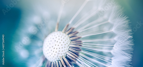 Closeup of dandelion on natural background. Bright  delicate nature details. Inspirational nature concept  soft blue green blurred bokeh macro background. Spring summer lush foliage. Peaceful colors