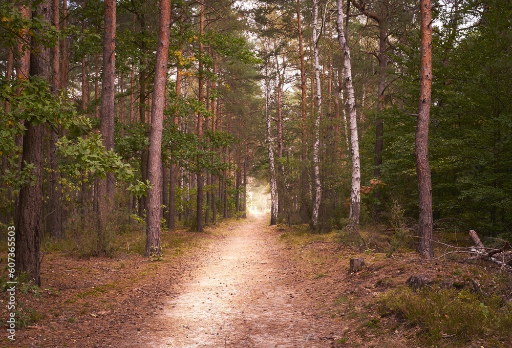 Low-angle view of a beautiful forest on a sunny day Low-angle view of a beautiful forest on a sunny day