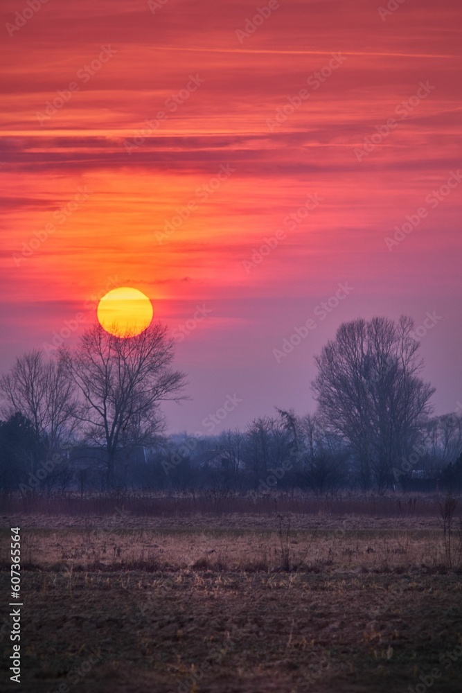 Vertical silhouette shot of a tree found in an open field with a sunset in the background Vertical silhouette shot of a tree found in an open field with a sunset in the background