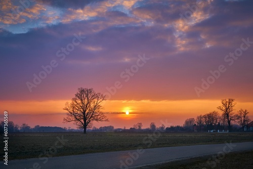 Silhouette shot of a tree found in an open field with a sunset in the background