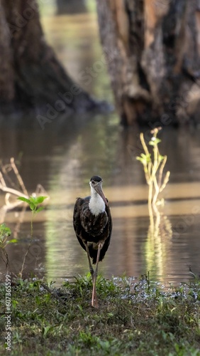 Black necked stork (Ciconia episcopus) walking near the river
