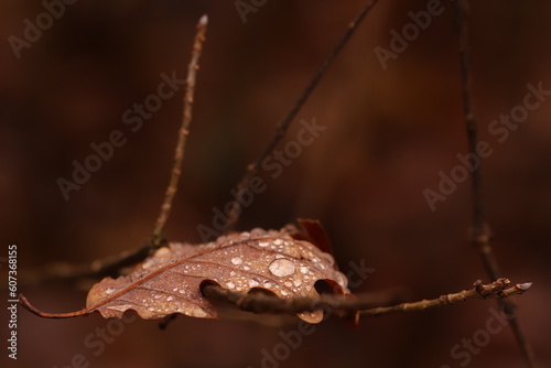 foglia di quercia in autunno sotto la pioggia photo