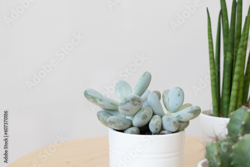 Portrait de succulente photo