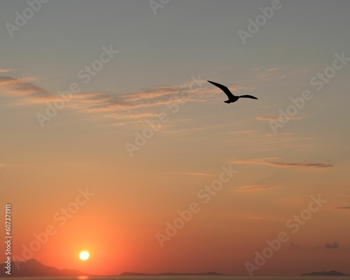 Lonely bird with wide-spread wings flying in the sky on a sunset