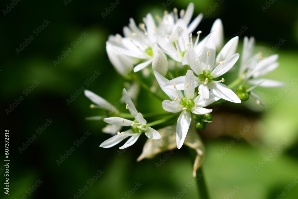 Bärlauchblüte, weiße Blüte des Bärlauchs im Frühling im Auwald Bärlauchblüte, weiße Blüte des Bärlauchs im Frühling im Auwald