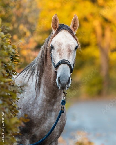 Gray Arabian horse in a dark halter posing outdoors photo