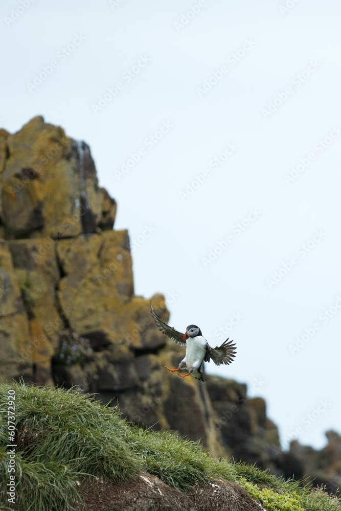 Vertical shot of a puffin in the air landing on a rocky cliff in Iceland
