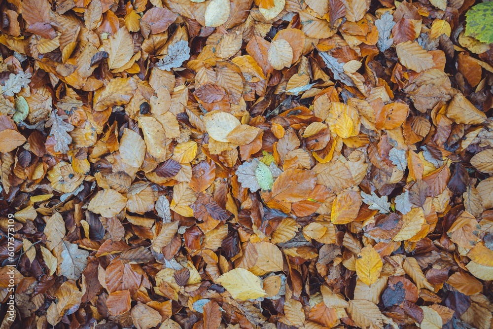 Top view of golden leaves on the floor after the rain Top view of golden leaves on the floor after the rain