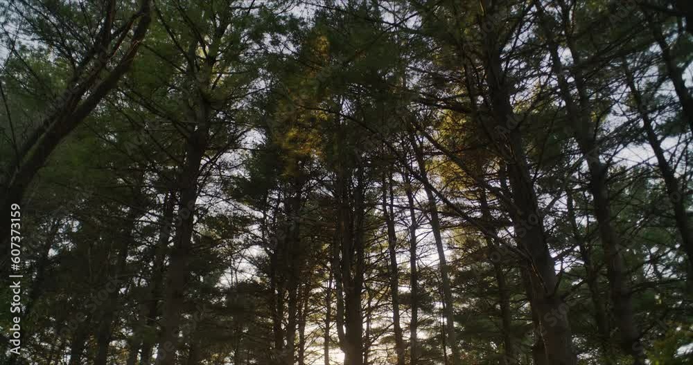 Low-angle view of a beautiful forest with a bicycle path in Wisconsin, USA Low-angle view of a beautiful forest with a bicycle path in Wisconsin, USA