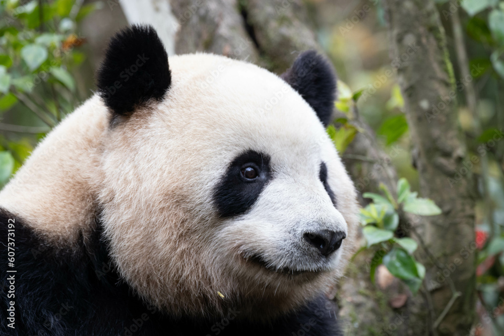 Portrait of Happy Fluffy Giant Panda, Mei Lan, aka Rou Rou