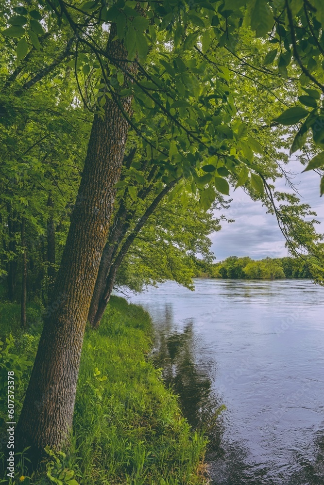 Beautiful shot of green trees near the river