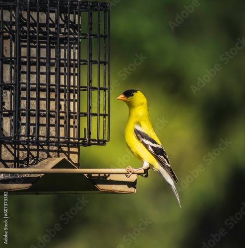 Closeup shot of an American goldfinch