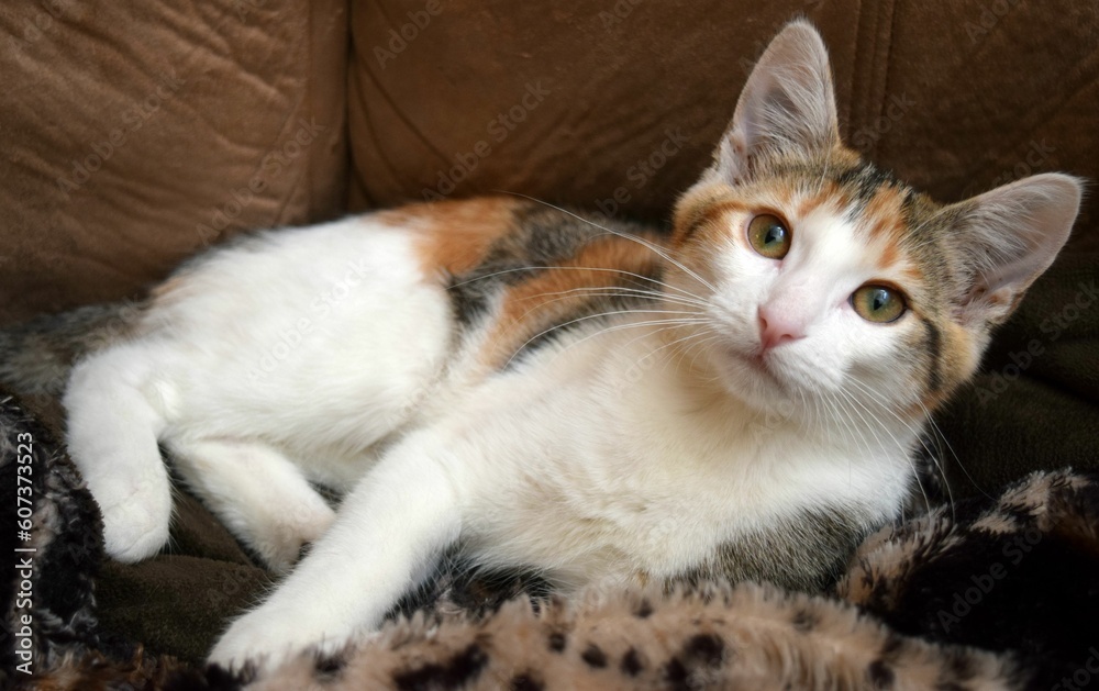Beautiful shot of a cute cat staring at the camera Beautiful shot of a cute cat staring at the camera