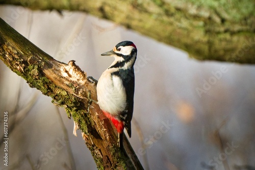 Closeup of a Great Spotted Woodpecker bird perched on a tree branch