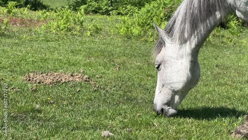 A beautiful horse eats in a field. Wild horse in its natural habitat.