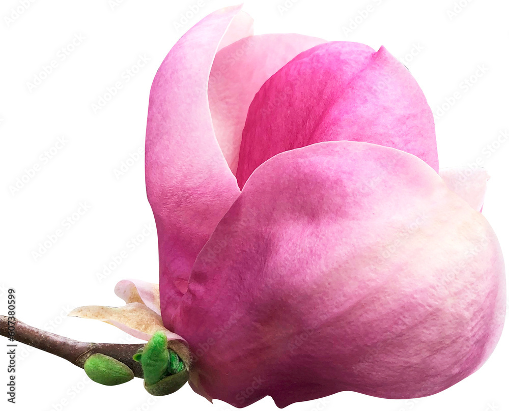 różowy kwiat magnolii wycięty z tła - obrazy, fototapety, plakaty 
