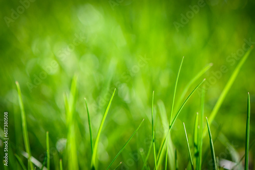 spring green grass on the lawn as a background 10