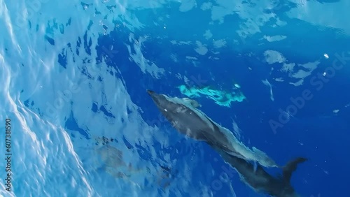 striped dolphins jumping outside the sea and surfin the waves slow motion footage 240 fps photo