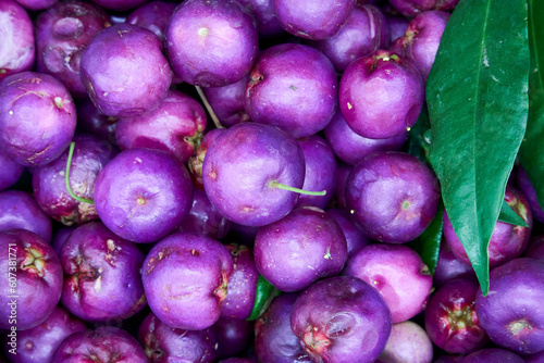 Close up of the ripe purple berries of Lilly Pilly, Syzygium smithii, a plant used for bush tucker photo