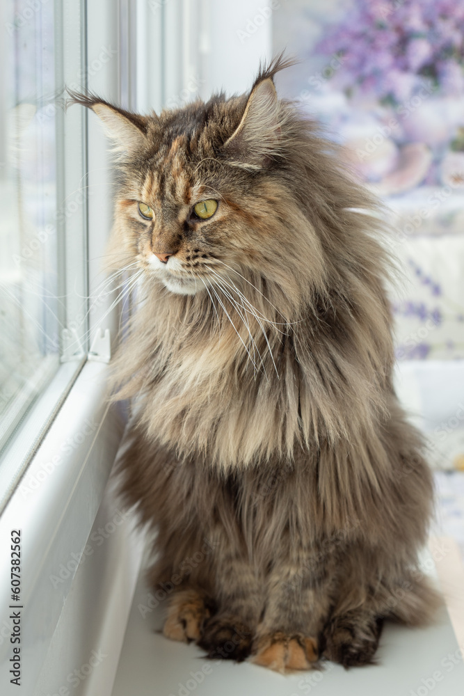 Cute furry Maine Coon cat with yellow-green eyes and long beige-brown ...