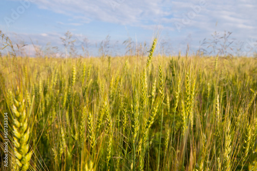 Wheat ears in the field. Summer landscape. Blurred background. 