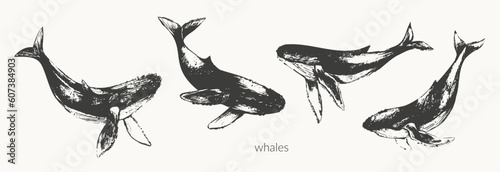 Hand drawn humpback whale illustration.