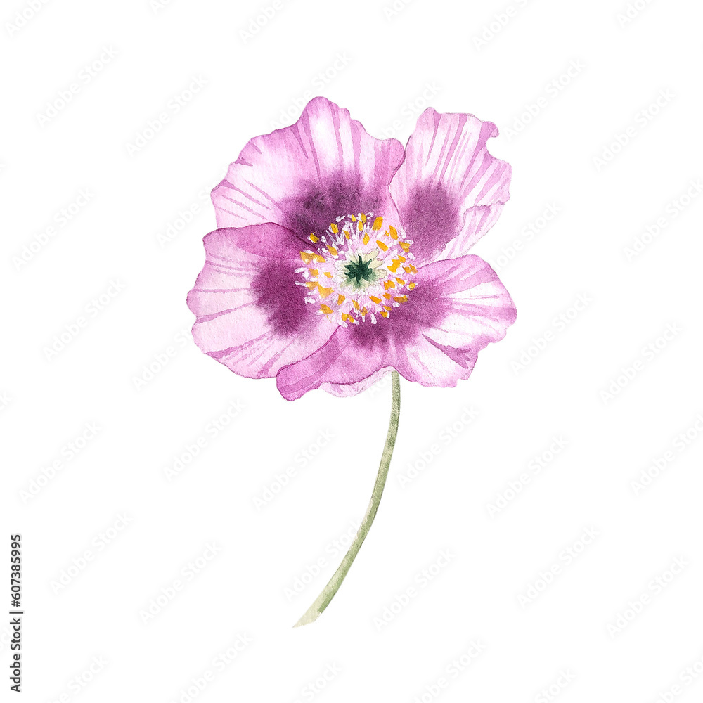 Watercolor pink poppies flowers Watercolor pink poppies flowers
