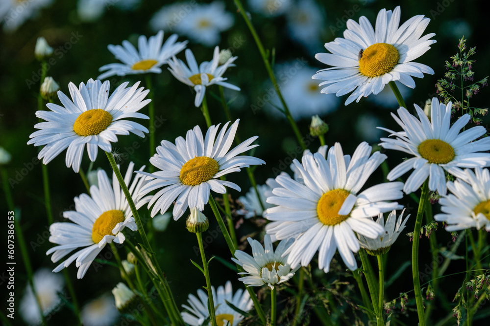 Fototapeta premium Marguerites en fleurs