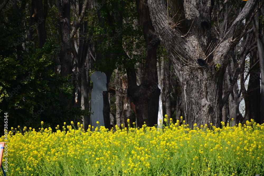 Obraz premium 菜の花