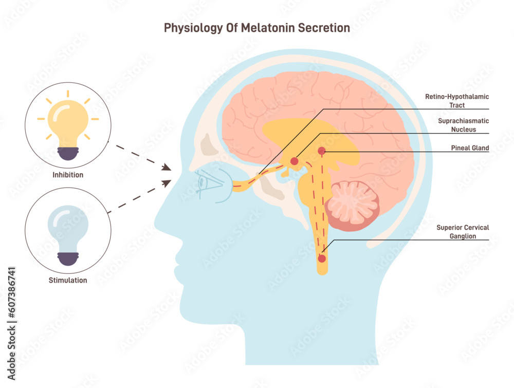Melatonin secretion mechanism. Human circadian rhythm and sleep-wake