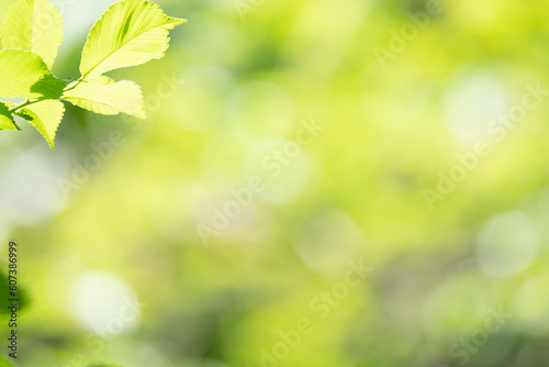 Green leaves as a green background for nature, ecology and clean wallpaper concept