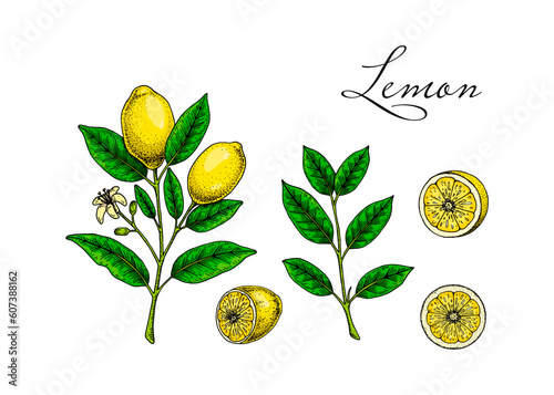 Lemon fruit, branches, leaves and slices. Colorful hand drawn vector illustration in sketch style. Tropical exotic citrus fruit summer design elements
