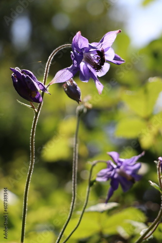  Aquilegia vulgaris : Ancolie commune