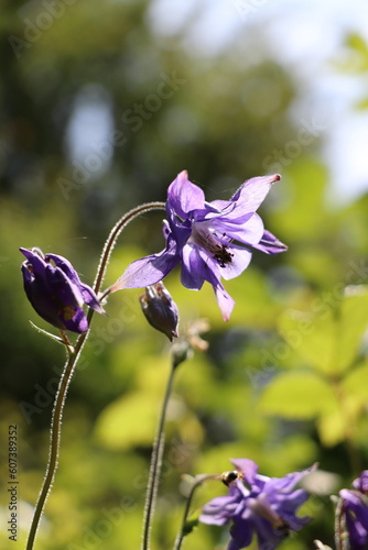  Aquilegia vulgaris : Ancolie commune