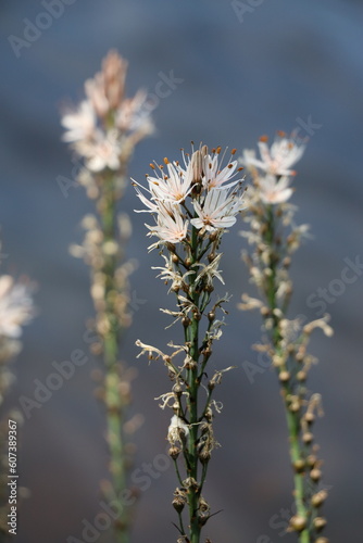 Asphodelus albus : Asphodèle blanc 