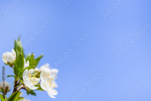 spring flowering cherry branches against the sky 10