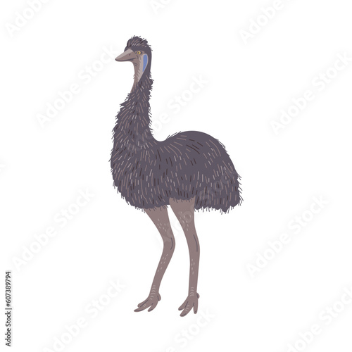 Australian emu ostrich, hand drawn flat vector illustration isolated on white background.