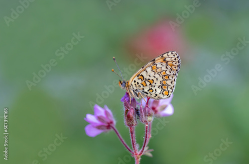 Algerian Iparkhan butterfly (Melitaea ornata) on plant photo