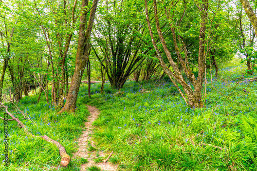 Bluebells on walk to top of Cheddar Gorge Somerset England UK English country scene photo